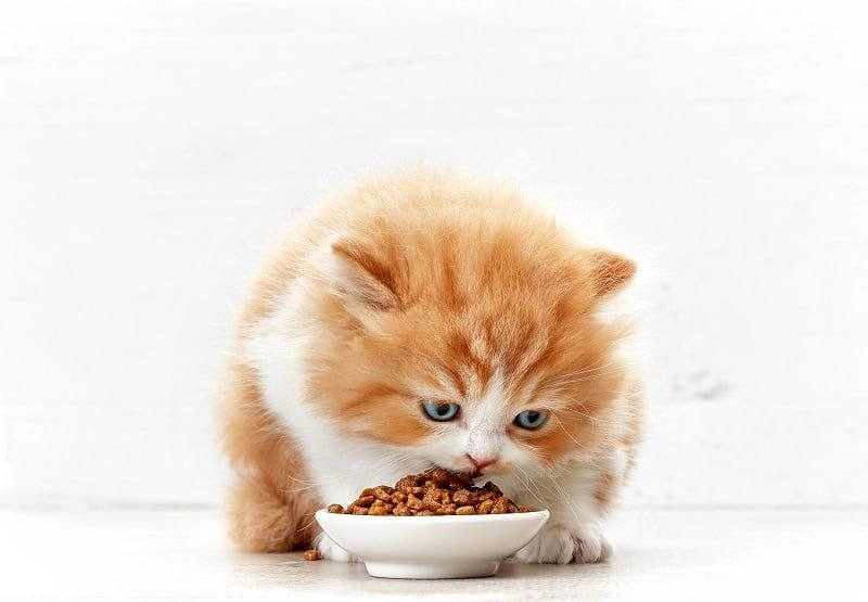 Alimentos para Filhotes de Gatos Mais Vendidos