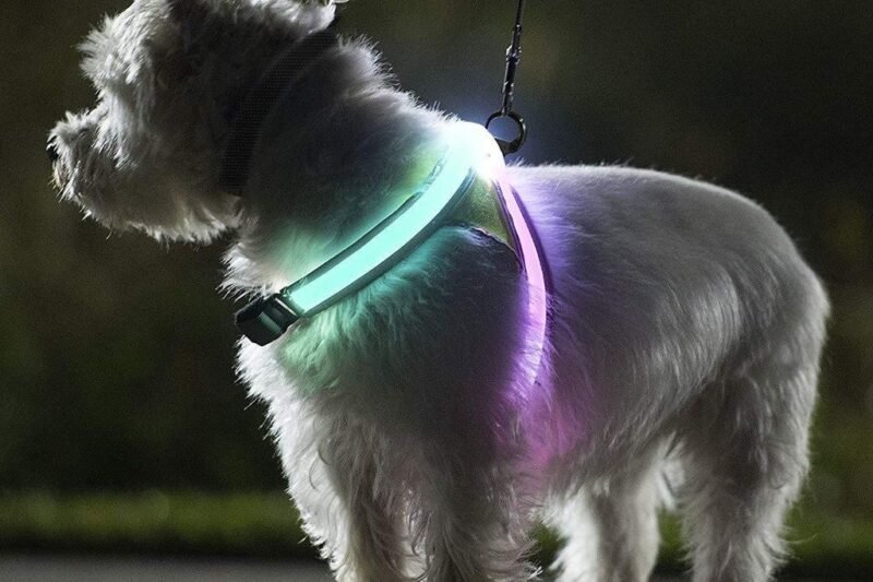 Coleira refletiva para cães e gatos: mais segurança, visibilidade e proteção no dia a dia