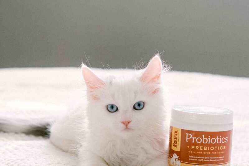 5 melhores probióticos para gatos com diarreia: como escolher e quais cuidados tomar