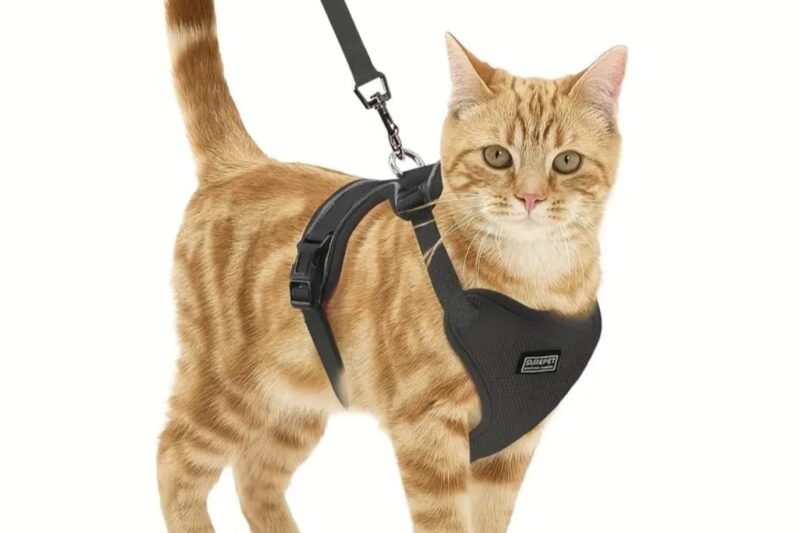 Coleira Peitoral para Pets: Qual Usar e Quais os Benefícios para a Segurança do Seu Animal